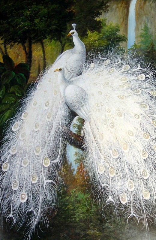 孔雀东南飞！高贵、冷艳的白孔雀