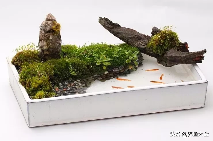 紫鳍凤尾短鲷_超红凤尾短鲷介绍_紫鳍公主短鲷