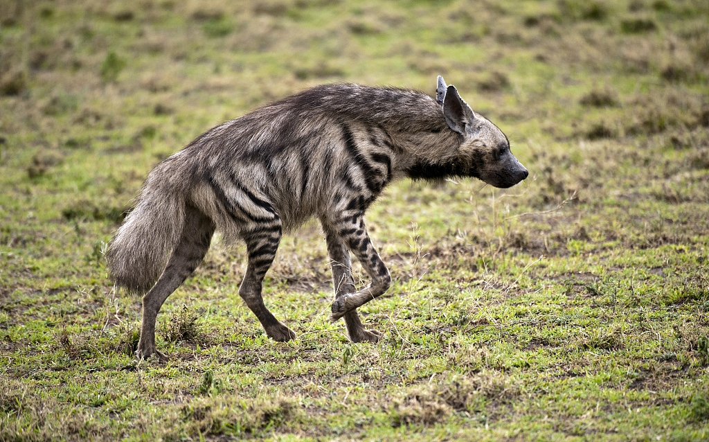 物种百科：条纹鬣狗