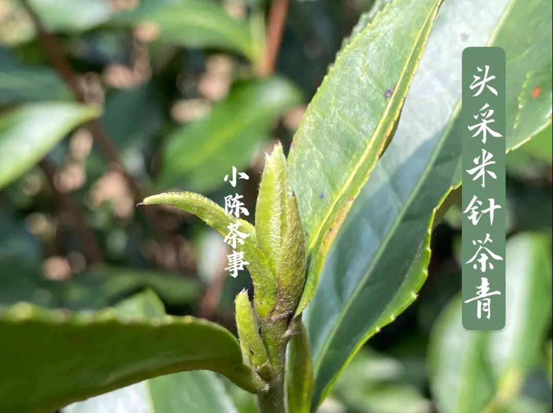 饼茶没有散茶好，寿眉不值钱，10个白茶偏心语录，你中了几个？