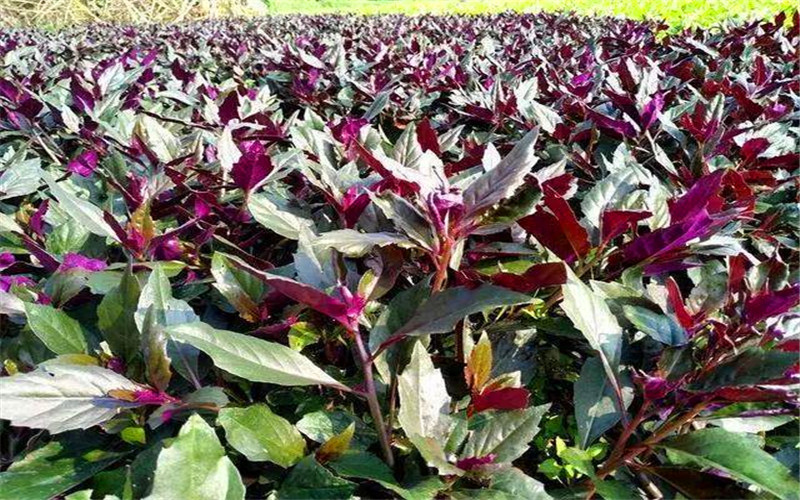 2021年在农村种植什么不愁销、利润高、比较有前景？推荐一些