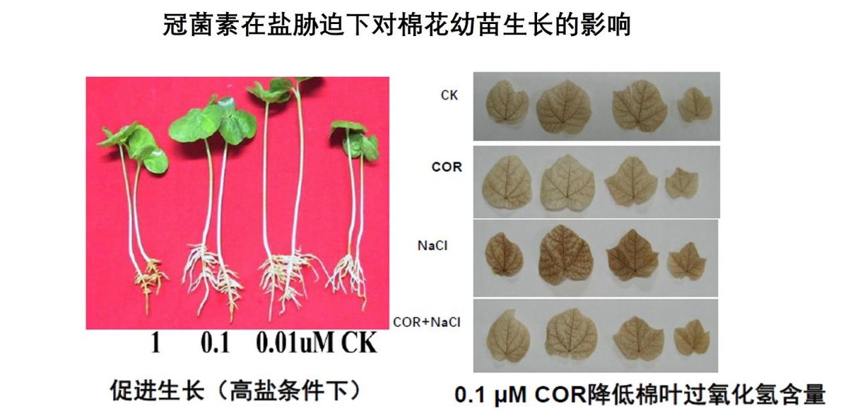 COR-冠菌素——作物提质增收的关键技术
