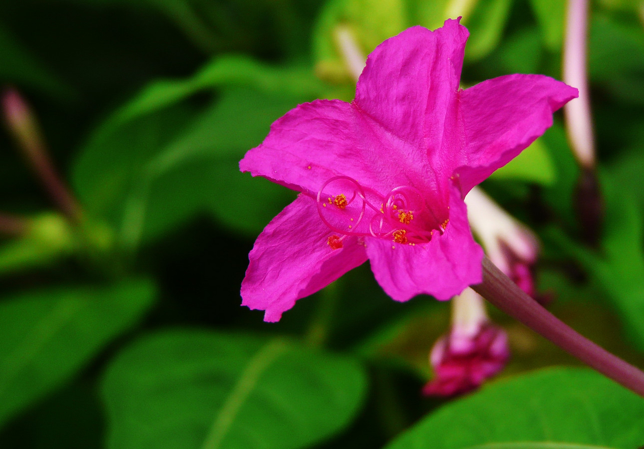 紫茉莉几点开花（紫茉莉的开花时间作用及注意事项）