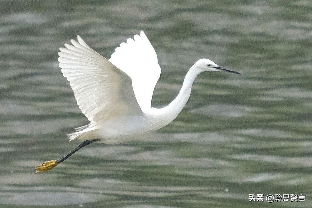 白鹭诗词精选三十二首 霜姿不特他人爱，照影沧波亦自怜