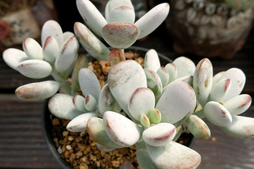 乒乓福娘锦的价格多肉福娘里好看却不容易养好的胖美人