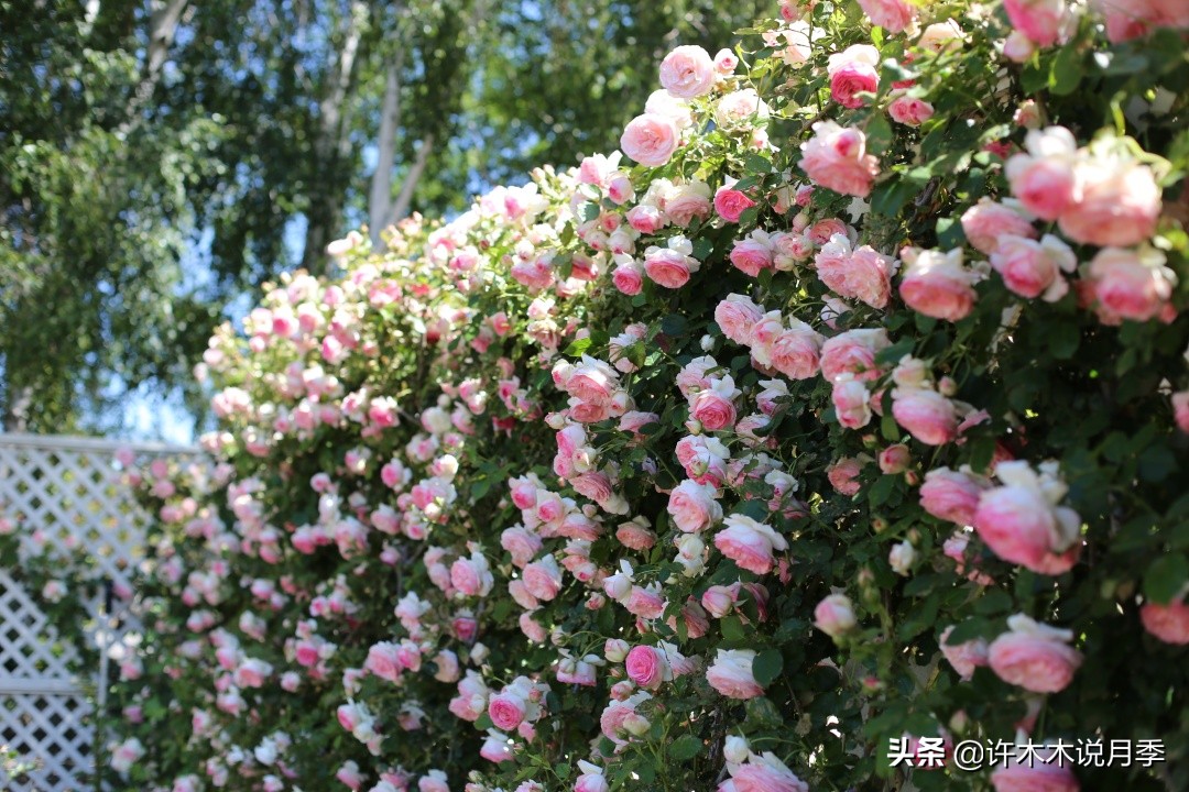 25个经典藤本月季大盘点(经典藤本月季推荐)