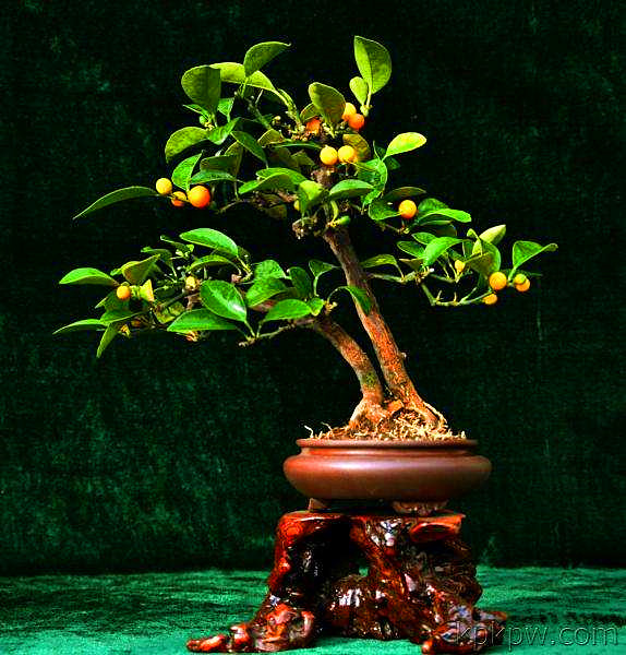 金豆盆景养护,做好4点,叶子不发黄,金豆挂满枝