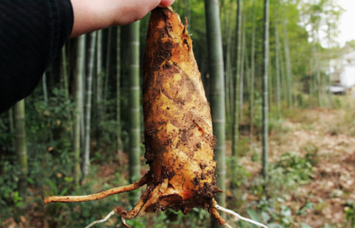 冬笋:生长在地下,1斤吃不到2两肉,却卖28元每斤,爱吃的人不少