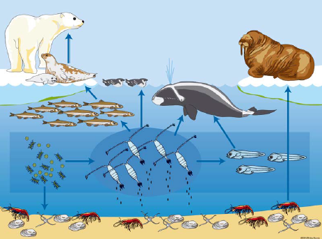 气候变化趋势，将影响西北大西洋水域加拿大北极虾的种群生长