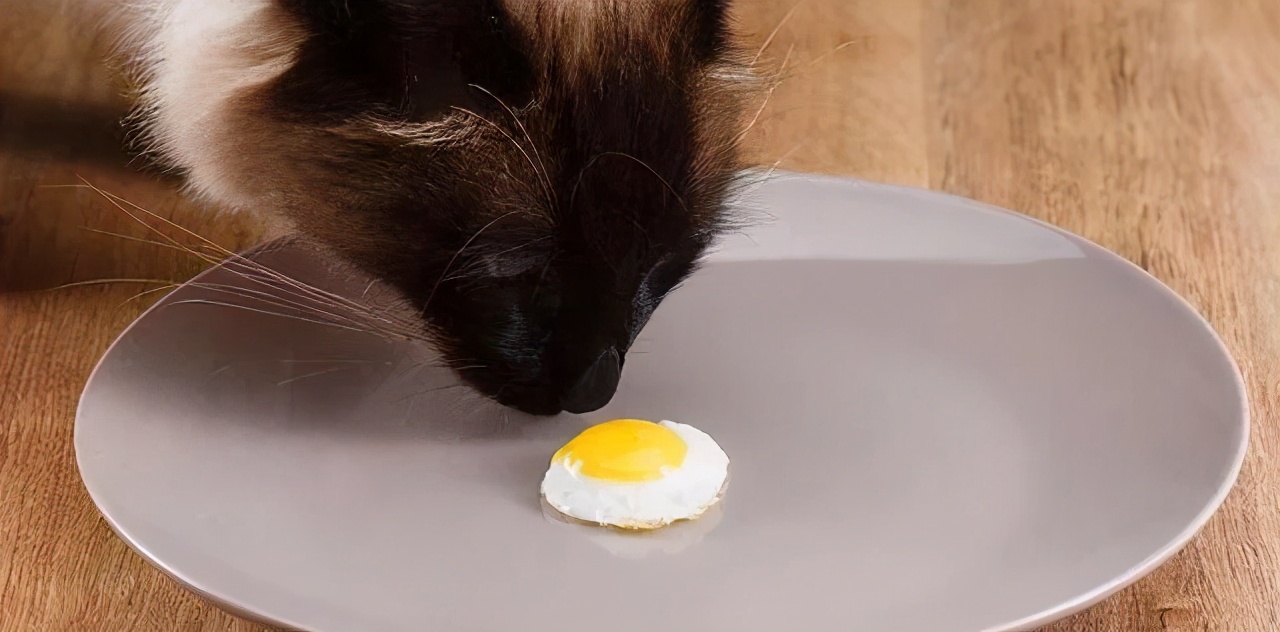 野猫吃什么食物（这10样食物小猫看到都会流口水）