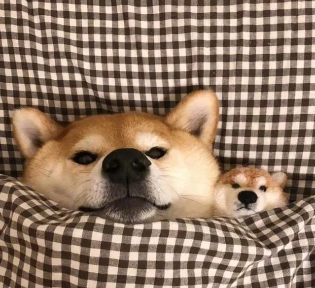 适合当头像的狗狗图片(蠢萌的柴犬头像) - 赤虎壹号