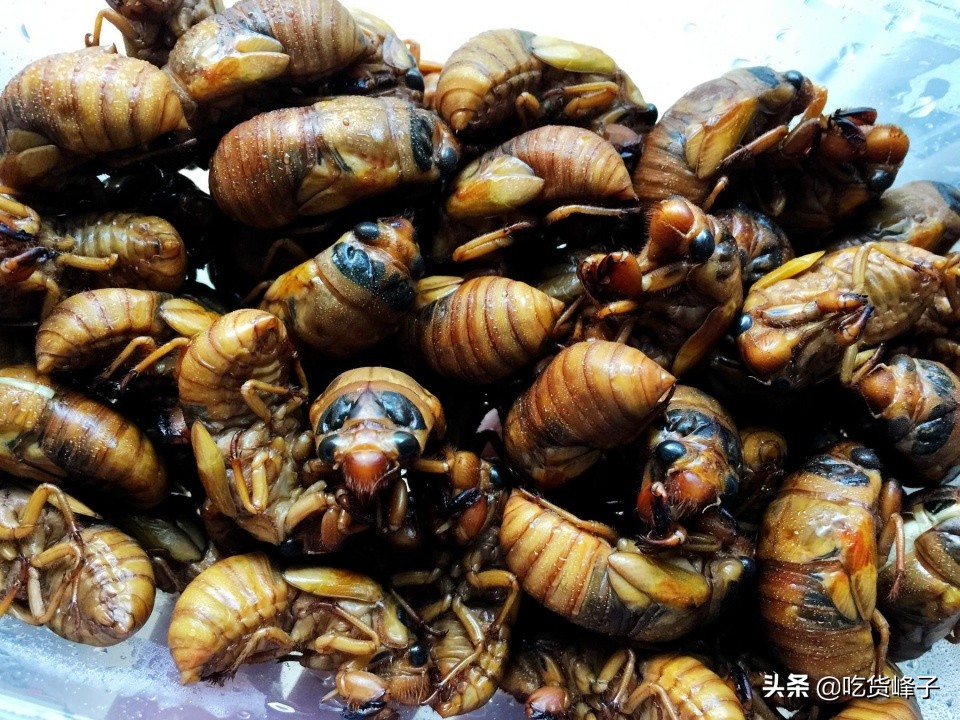 地下蛰伏5年,知了能吃吗?吃了对身体有何危害?为了健康别再吃错