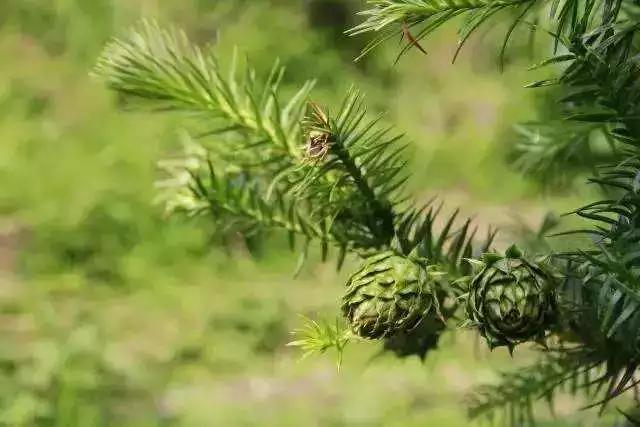 这些诗词中奇奇怪怪的植物，你都读对了吗？