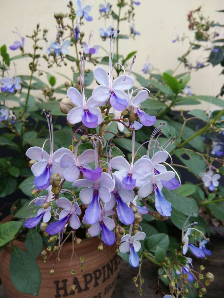 1种花开花真洋气，花朵像极了“蓝蝴蝶”，人见人爱