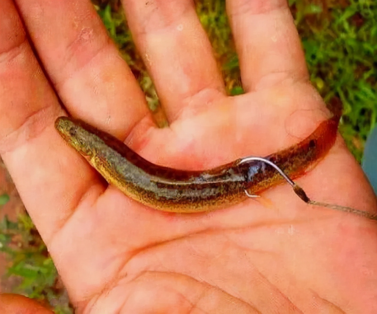 翘嘴,鳜鱼,鲶鱼,鳡鱼等都是以泥鳅为主食,如果使用泥鳅打窝泥鳅钓可想