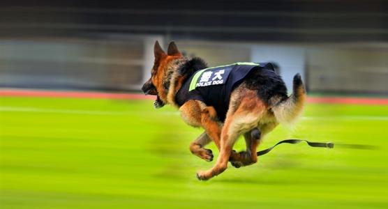 警犬会绝育吗？通过绝育的利弊，了解工作犬的特点和要求