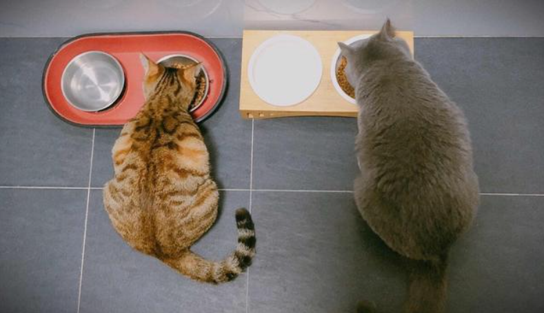 怎样挑选一款好猫粮？猫咪吃什么牌子的猫粮好？