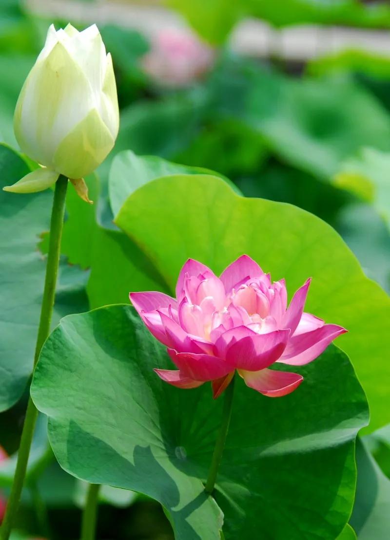 荷花:出水芙蓉，含苞待放，冰清玉洁，婀娜多姿。