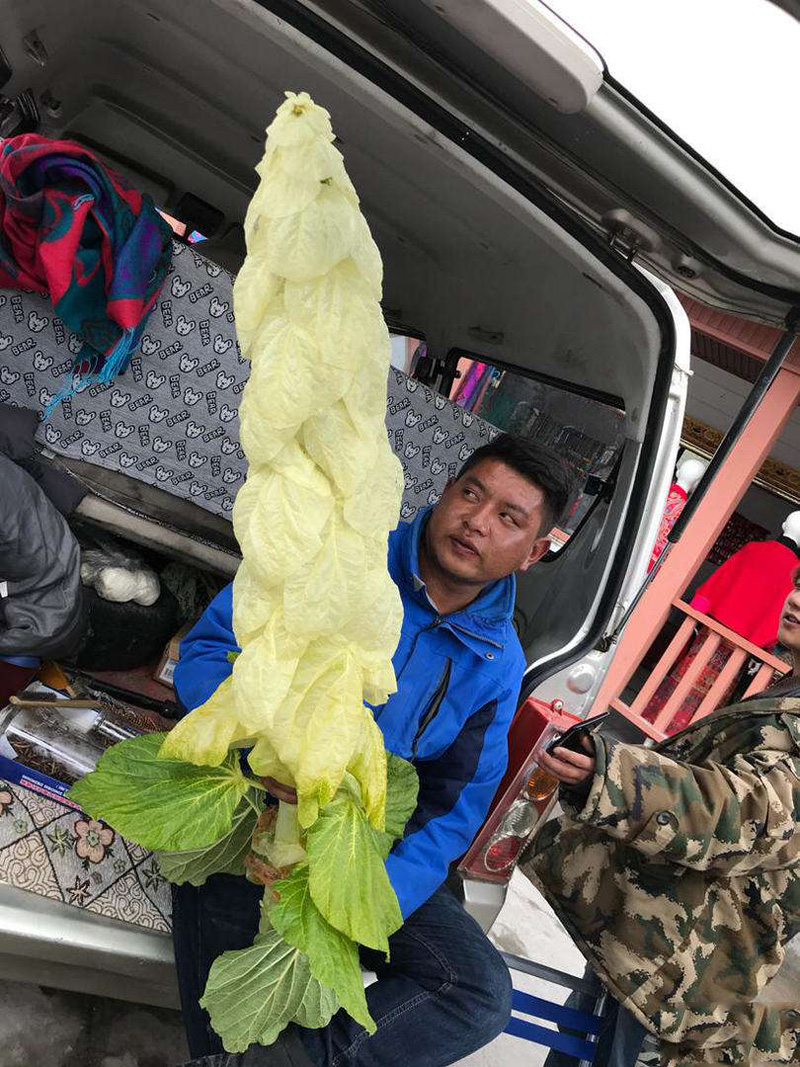 到西藏旅游：切记不能摘路边2米高的“大白菜”，摘了就麻烦了