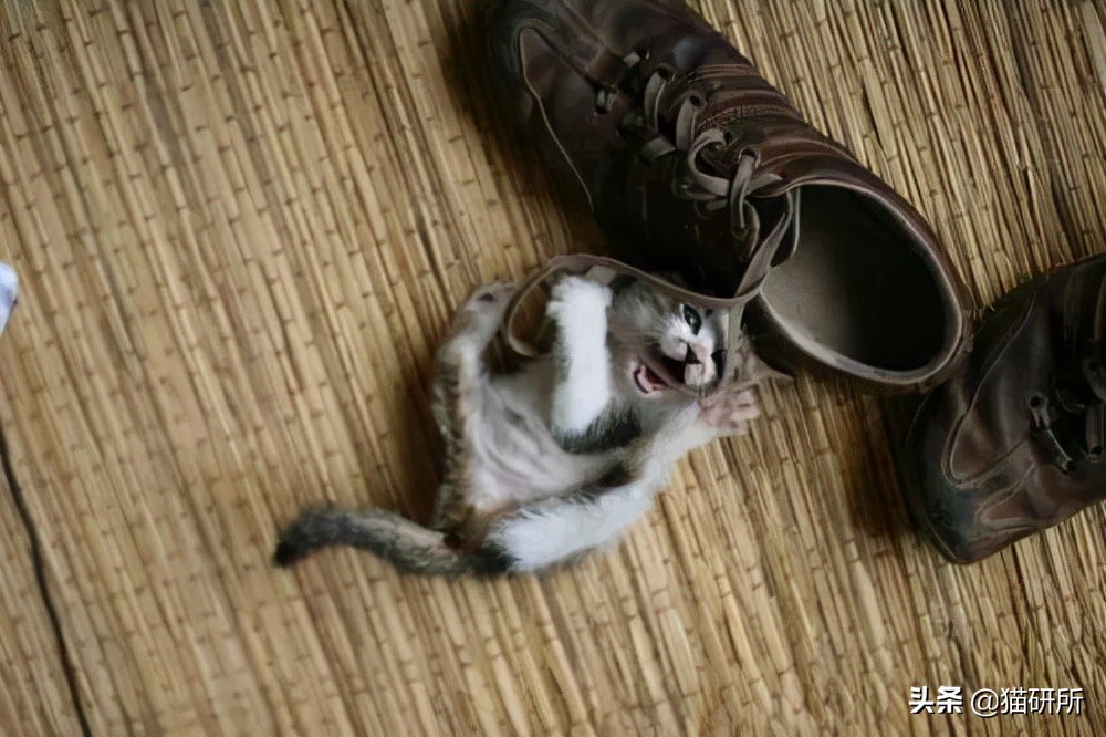 猫咪为啥沉迷吸鞋？这样会传染脚气吗？