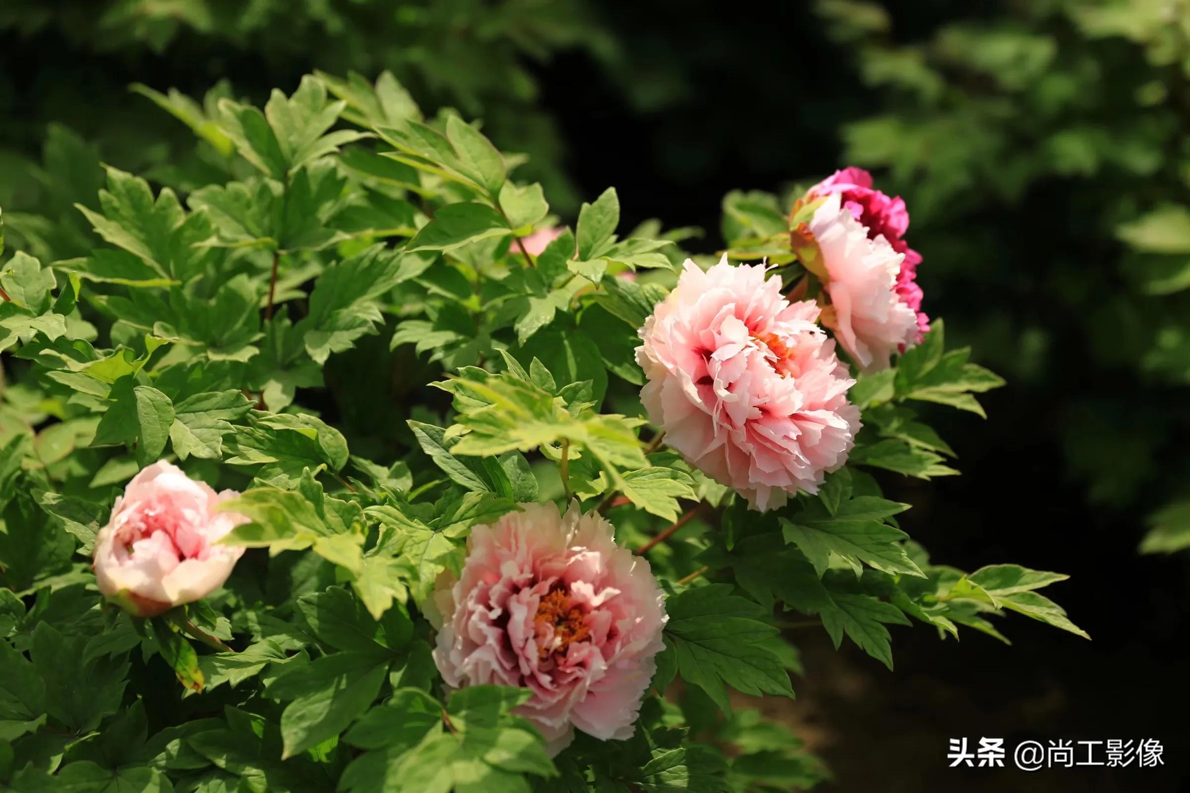 惟有牡丹真国色，花开时节惹人醉