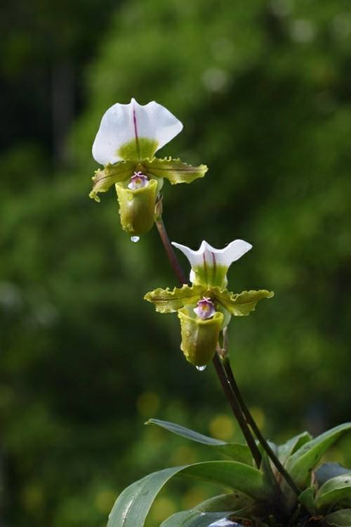 名贵兰花的品种(名贵稀有的兰花价值上千万你见过几种)