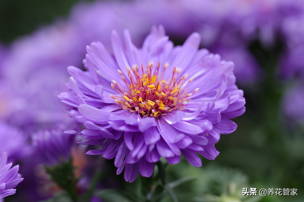 这5种花，纯正的紫罗兰色，天然又纯粹，太美了