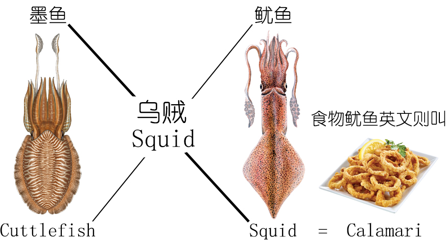 解析海鲜｜认识鱿鱼（终结篇）