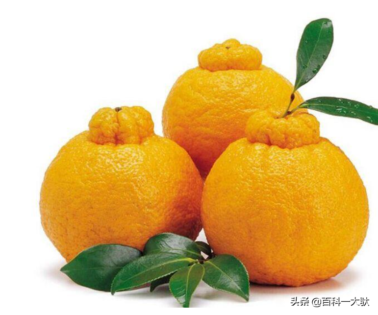 十大最好吃的橘子（柑子）介绍