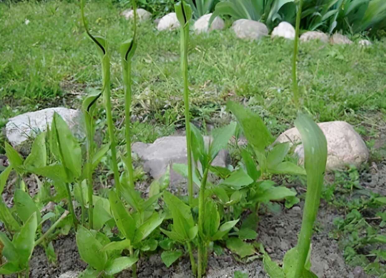 俗称麻芋子,20年前农村娃挖它挣学费,如今价格翻了几十倍没人要
