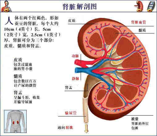 「转载」史上最全的人体（组织器官）全图