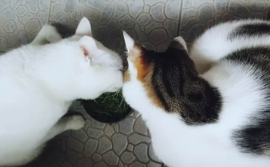 猫不是食肉动物吗？为什么它们总惦记着吃猫草，还喜欢吃蔬菜？