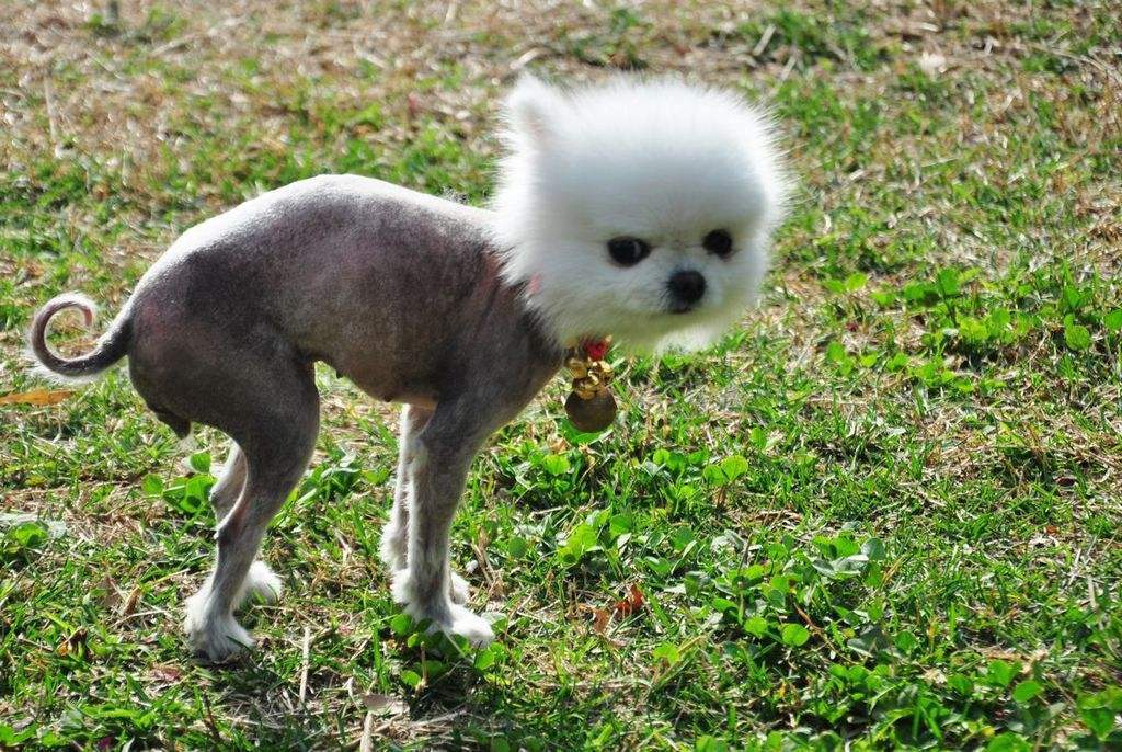 适当地修剪长毛犬的趾间毛可能防止它们弄脏脚,易滑倒.