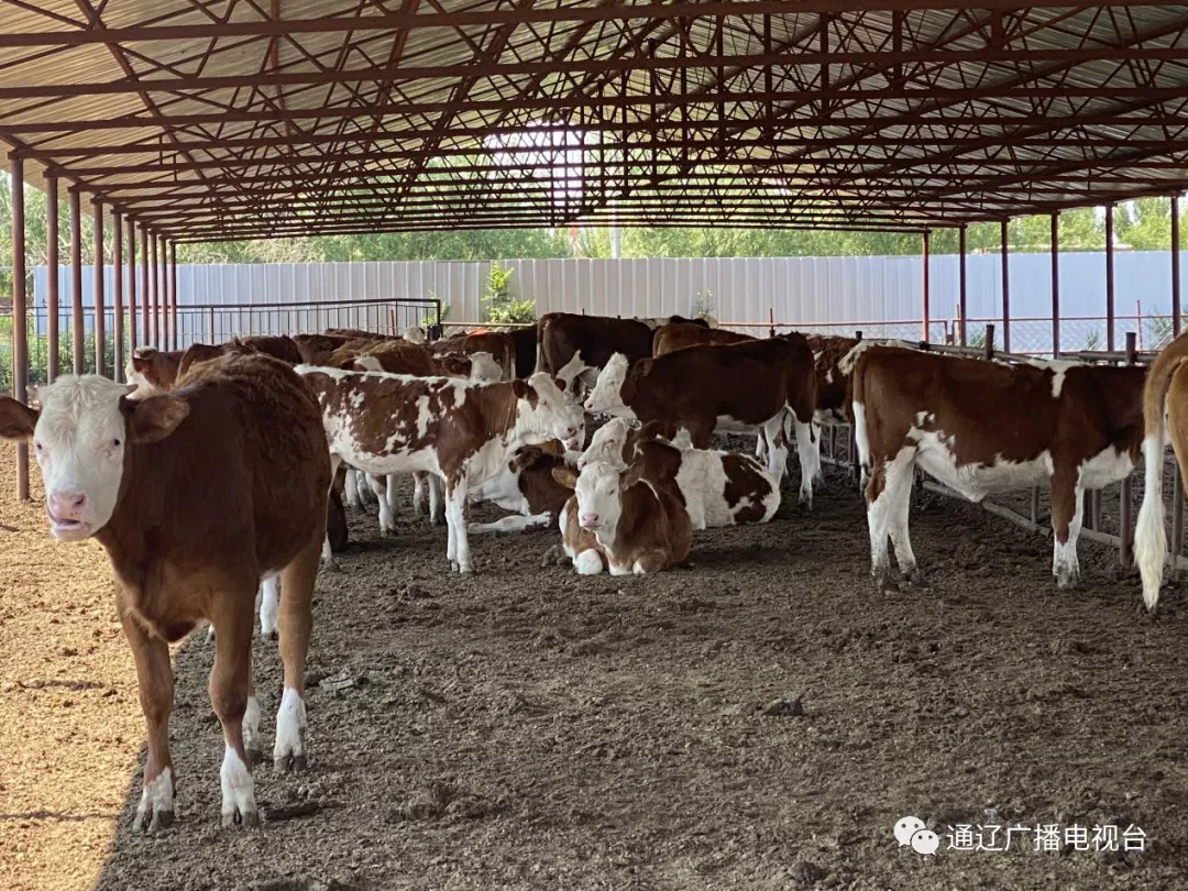 科左后旗常勝鎮(zhèn)百里千畝果蔬經(jīng)濟(jì)帶富一方百姓