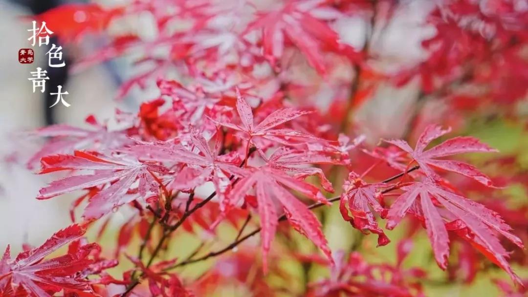 高清曝光！坐拥神仙颜值，山东最美“校花”就在这所大学里！