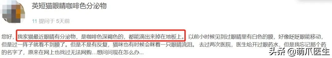 猫咪眼部分泌物不容忽视！预防眼部疾病，清洁和健康饮食很重要