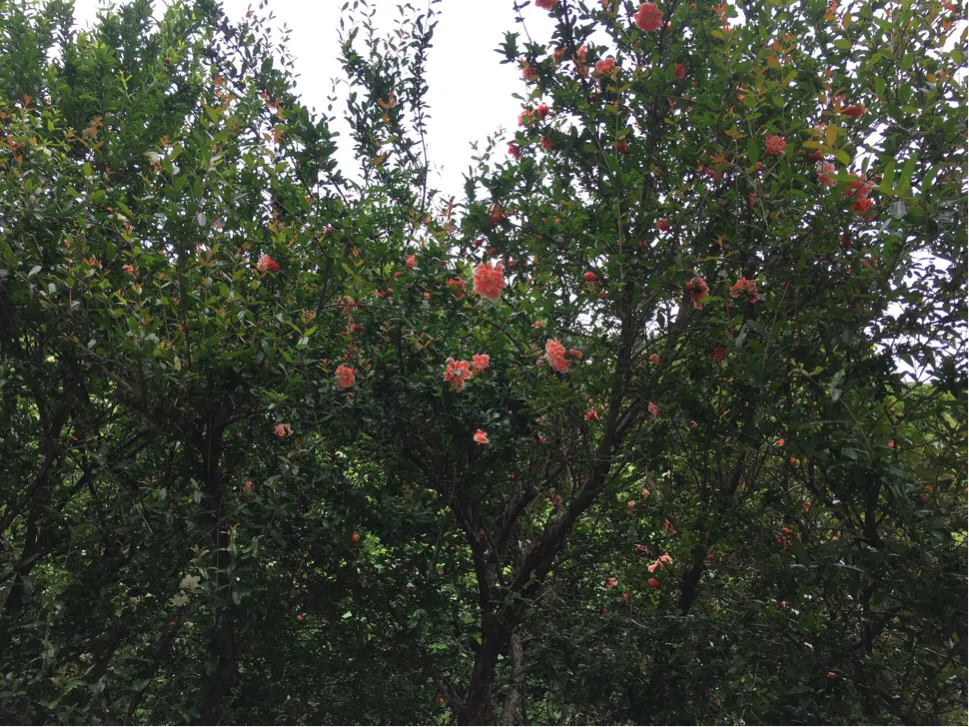 颜值这么高，是哪所高校呢？苏州大学独墅湖校区正在越变越美