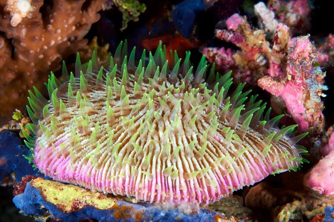 珊瑚是生物吗？珊瑚到底是动物还是植物-第21张图片