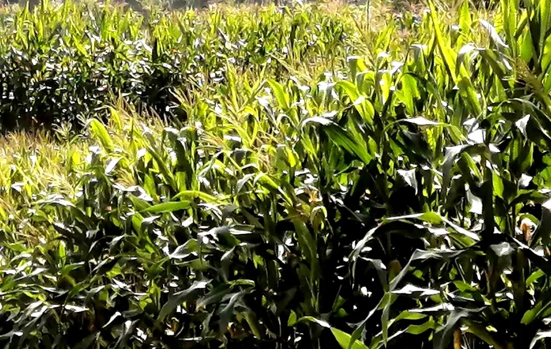 原创散文:安静,没人打扰,只听见哗哗流过的河水声