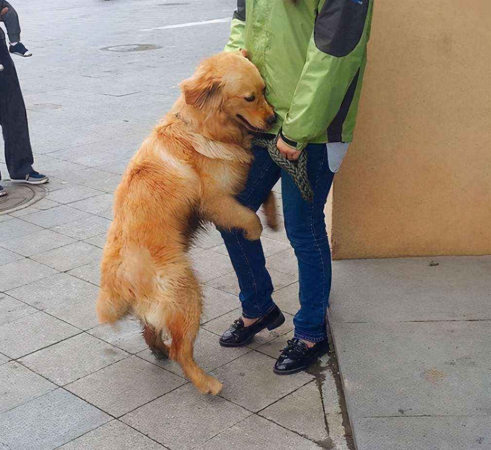 金毛狗圖片(金毛犬的7大性格類型) - 赤虎壹號