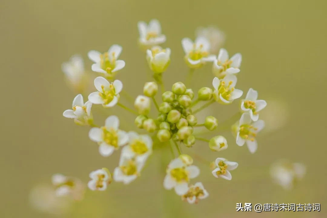 待到阴霾散尽，春暖花开共此时。