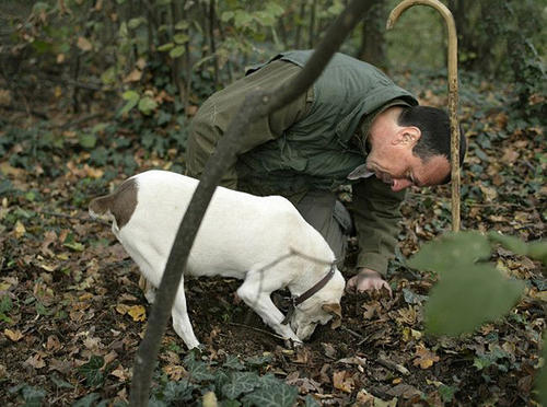 白松露是什么东西（白松露的营养价值）