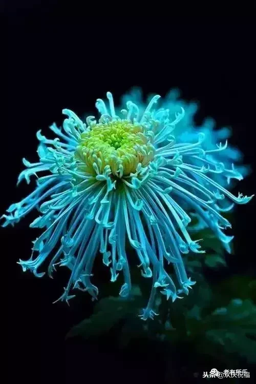 万花凋谢，秋菊傲霜（太美了！）