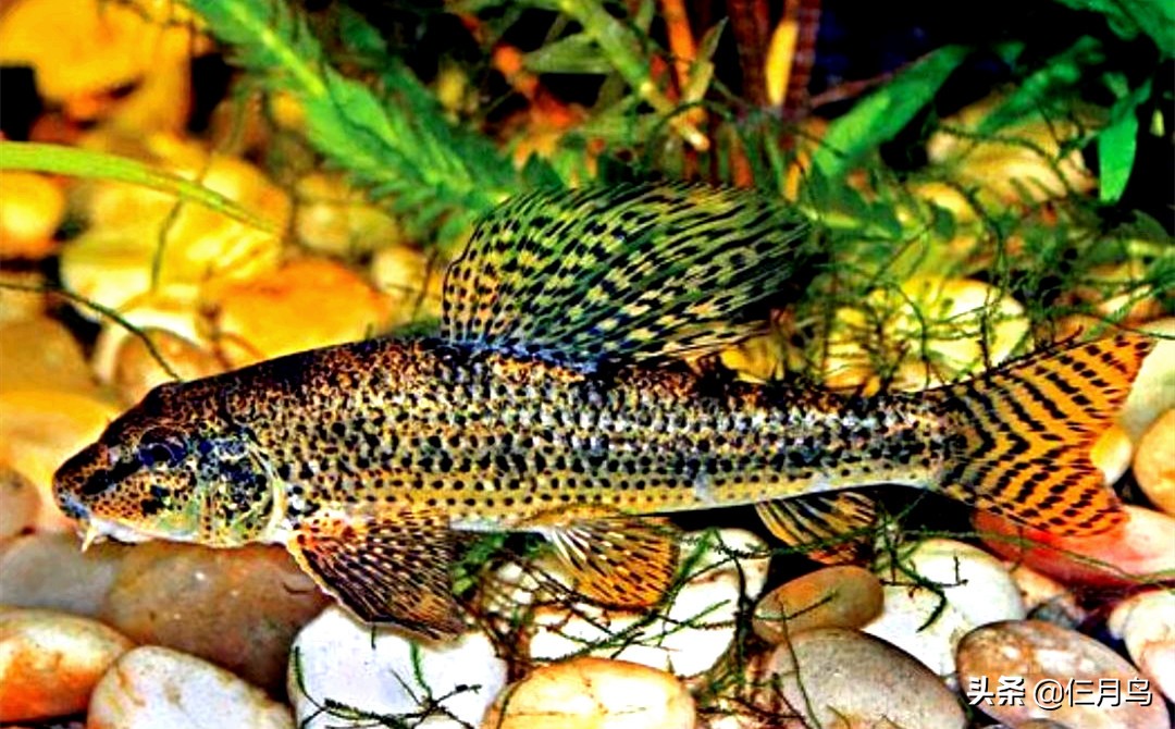 皮实耐操的冷水观赏鱼-最皮实的冷水观赏鱼 - 114知识网