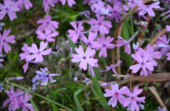 芝樱花期详细介绍（手把手教你养护芝樱花）