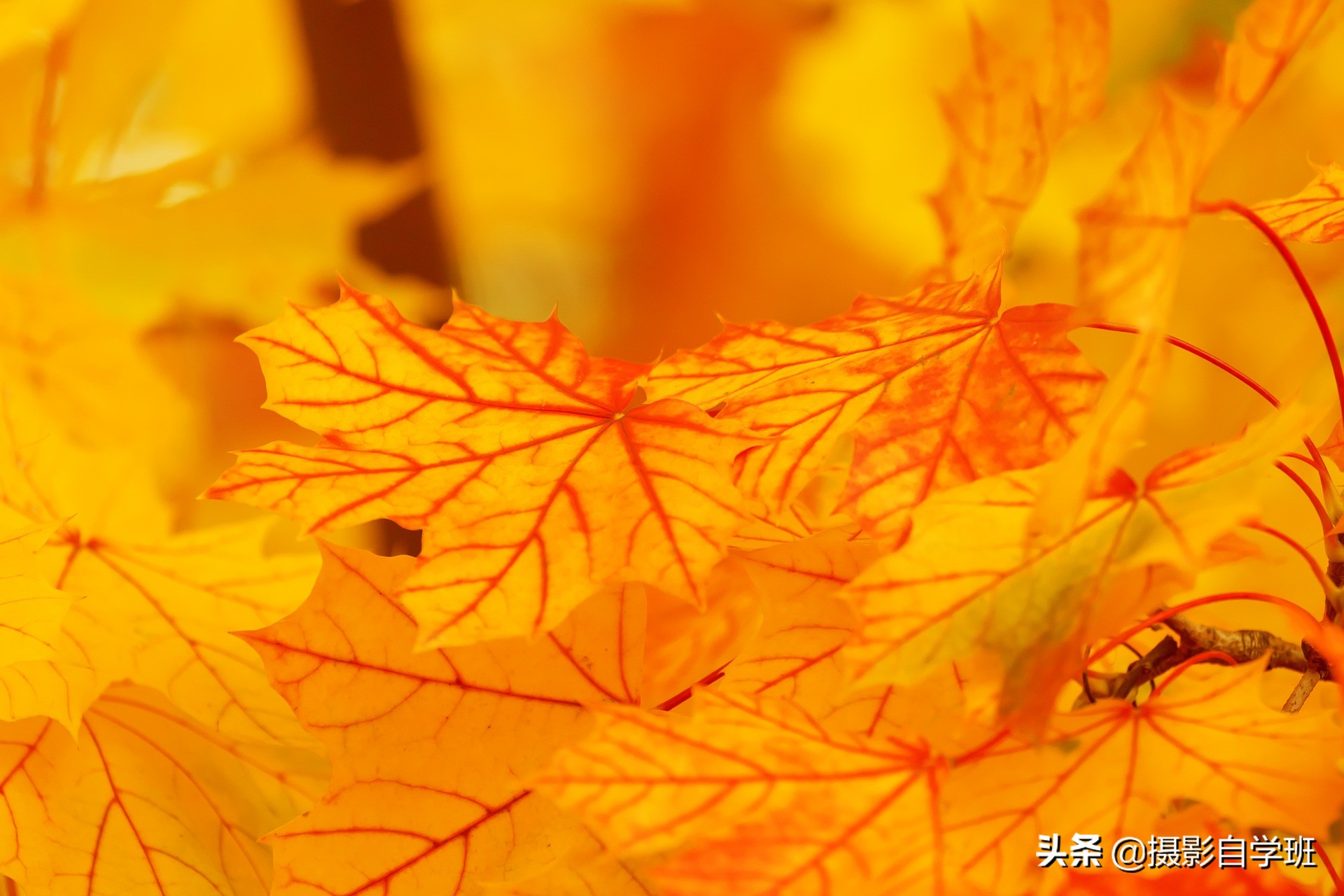 随处可见的树叶，可拍得这么好看，这些秋叶摄影技巧你会吗