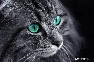 猫咪眼部分泌物不容忽视！预防眼部疾病，清洁和健康饮食很重要