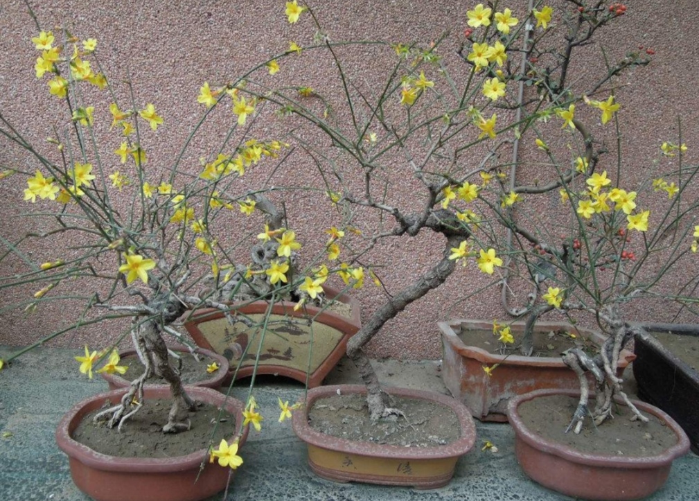 迎春花的图片(野外迎春做盆景) - 赤虎壹号