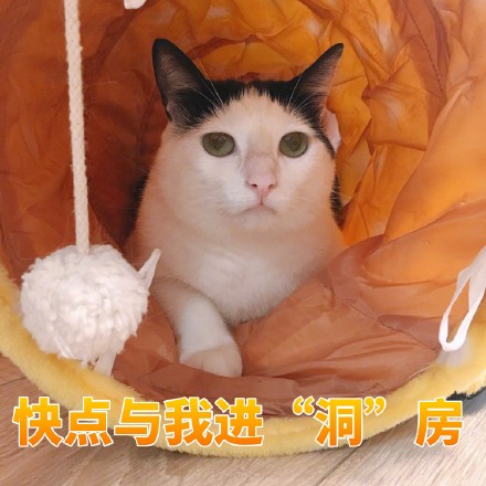 猫咪撩妹表情包：你是我见过女孩子中最美又最可爱的一个