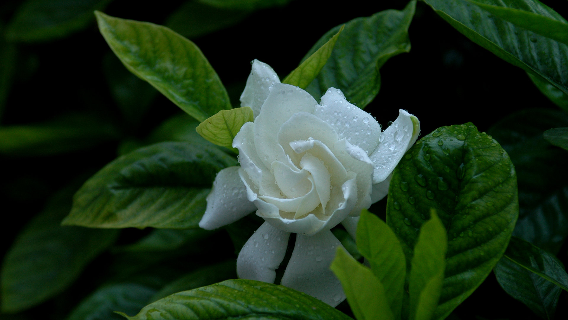 水瓶座遇到真爱会怎么样(水瓶座有真爱的表现)